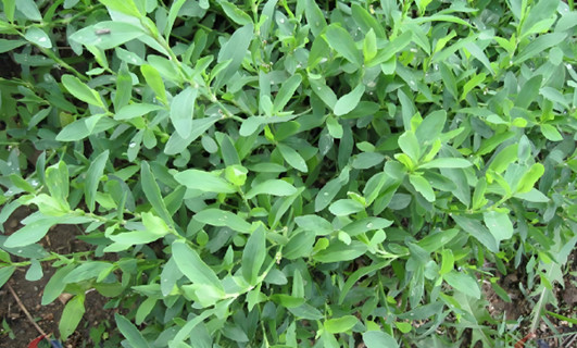 豬牙草的功效與作用是什么，有什么功效作用與好處？